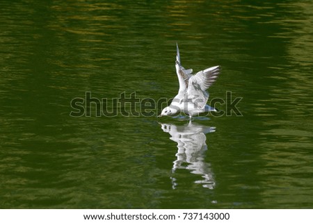 Gull landing in pond