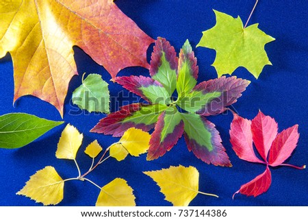 Autumn background with leaves and on blue