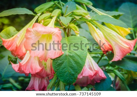 Pink angel's trumpet flowers (Brugmansia suaveolens) on tree. Brugmansia suaveolens also known as angel trumpet, or angel's tears, is a South American species of flowering plants that grow as shrubs. Royalty-Free Stock Photo #737145109