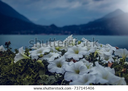 Flowers - lake Como, Italy