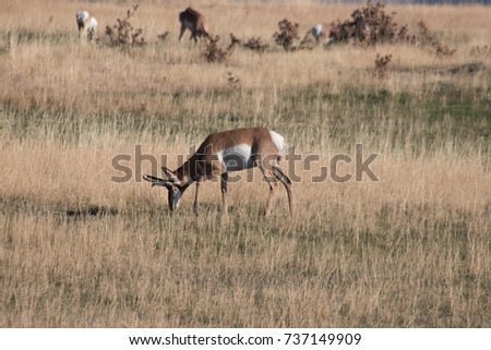 Different view of the antelope herd
