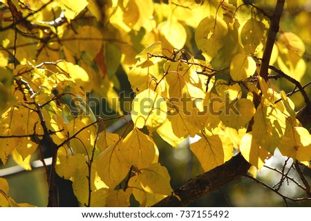 Lush yellow foliage of apricot tree backlit by soft sunlight. Warm weather, sunny day, good autumn mood. Selective focus, bokeh,