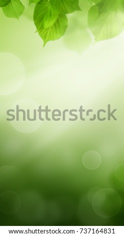 Spring Bokeh Background with Green Leaves