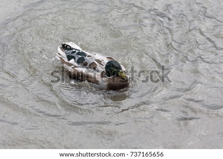 mallard duck bathing 