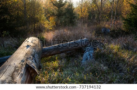 Fallen trees and trunks in the wood, photo taken by sunset.
