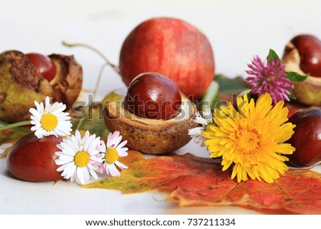 A colourful autumn with flowers, chestnuts and apples