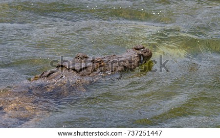 An American Crocodile in the Dry Tortugas