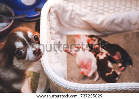 Newborn puppies Chihuahua puppies born with mother Lie in the basket with warm fire.Vintage style