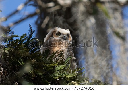 Great Horned Owl Chick