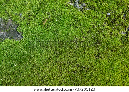Tropical green moss texture, background with copy space