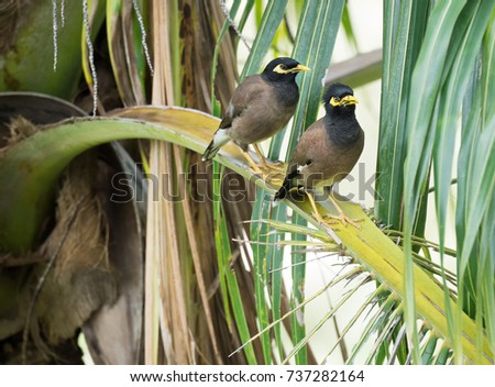Pair of birds Common myna are sitting on a branch of a palm tree