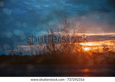 blur flower grass with sunlight in twilight