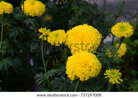 Marigolds flowers in the garden. Calendulas flowers in the garden.
