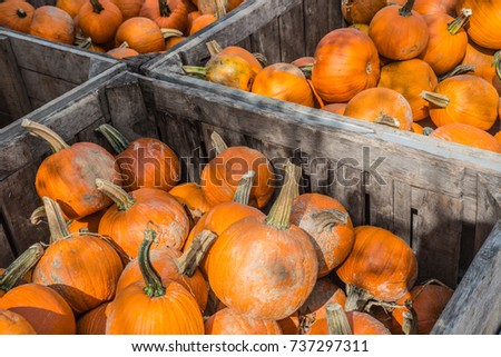 Freshly Picked Pumpkins in Bin at the Orchard