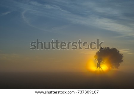 lonely oak tree growing in a field of grain during the magnificent misty sunrise