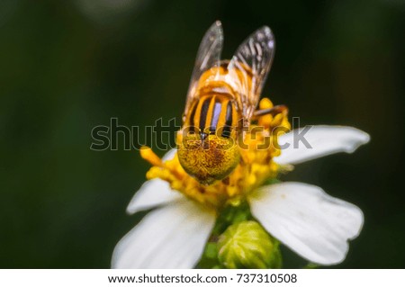 Hoverflies are hovering or sucking nectar at flowers