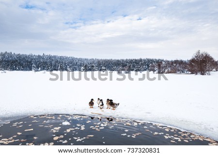 Ducks are near Winter frozen lake with pine forest at a cloudy dull day