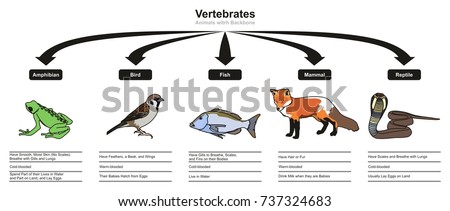 Vertebrates Animals Classifications and Characteristics infographic diagram showing all types including amphibian bird fish mammal and reptile animals for biology and morphology science education Royalty-Free Stock Photo #737324683
