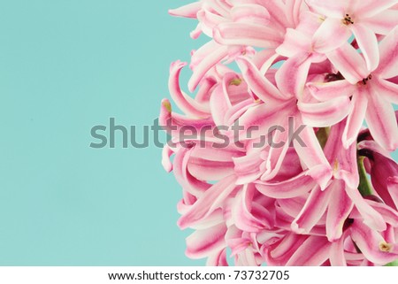Beautiful pink hyacinth macro against a blue background with available copy space.
