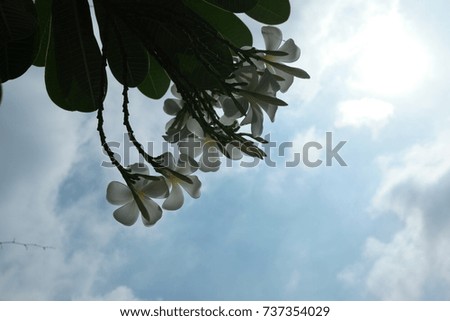 Plumeria flower on the branch after the rain, bright sky is backdrop.