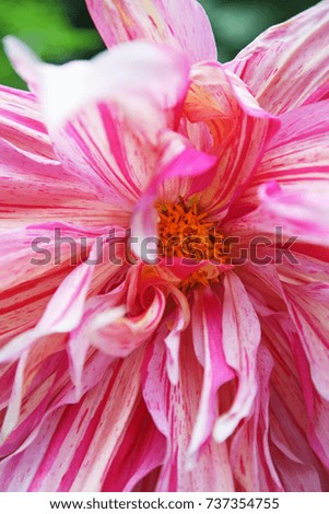 Closeup of beautiful dahlia flower
