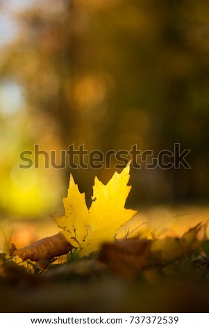 Autumn color leaf for background. 