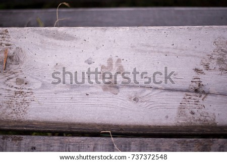 Paw print of a dog on the board