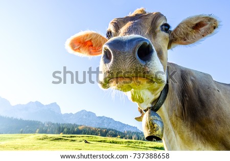 funny cow at the kaisergebirge mountain Royalty-Free Stock Photo #737388658