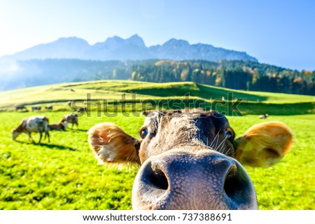 funny cow at the kaisergebirge mountain Royalty-Free Stock Photo #737388691