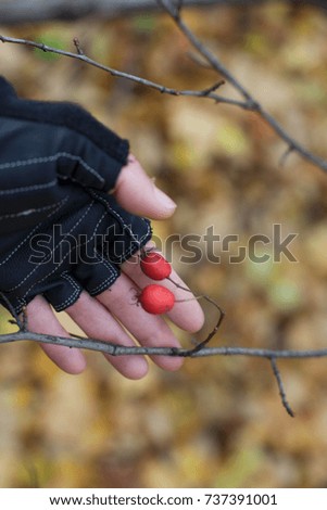 Red berries in hand on the background of autumn forest
