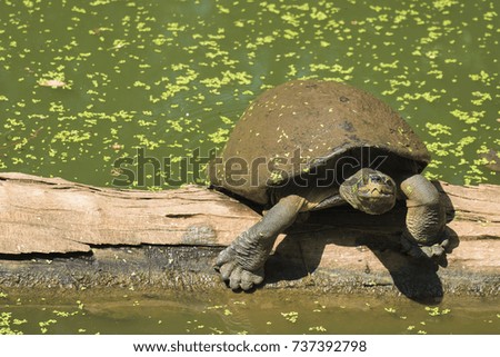 The big turtle is on the log, floating in the water by the natural river. In the perfect ecosystem
