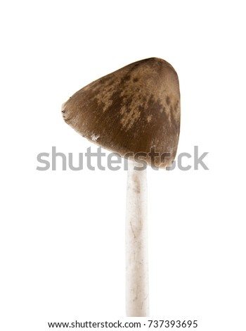  Psilocybe semilanceata mushrooms isolated on white background closeup