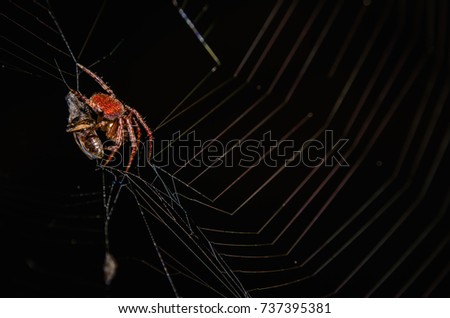 Spider back backgrounds
