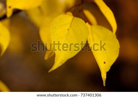 Autumn beech leaves decorate a beautiful nature bokeh background with forest