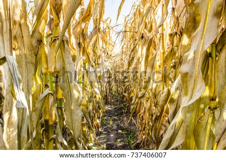 Field of maize plants at autumn before harvest. In the aisles of maize in the autumn before harvesting.
