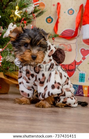 A small dog in a sweater sits on the background of a Christmas tree and lights. Cute sitting Yorkshire Terrier puppy dog in a Christmas