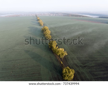 Morning fog on the green field of winter crops in central Russia.