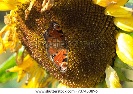 a nice peacock butterfly on a sunflower