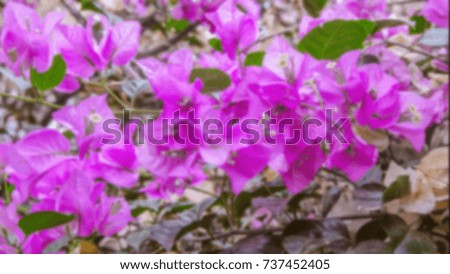 Magenta bougainvillea  blurred image. Beautiful vibrant floral background for wallpaper or web design