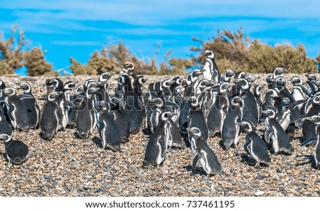 Magellanic penguins in Patagonia, Argentina