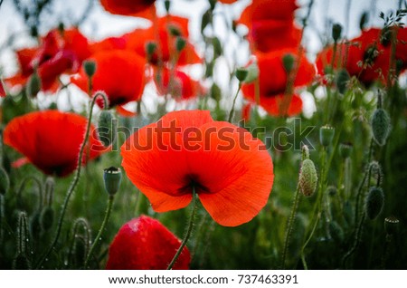 red poppies. on a background of green grass. beautiful red flowers in sunlight.