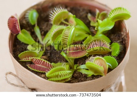 Several Venus flytraps in pot. Close up on carnivorous plant waiting for its prey on table of the flower shop.