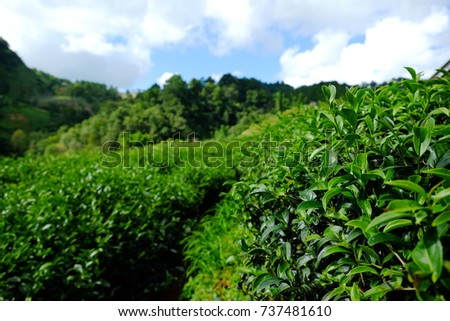 Organic fresh Green Tea field