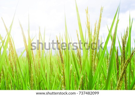 rice leaf on nature background.