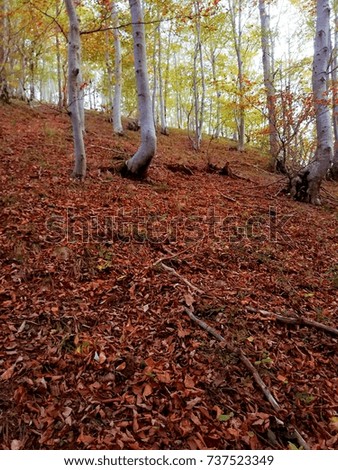 Beautiful fallen colorful autumn red and brown leaves covering the forest ground on a mountain slope