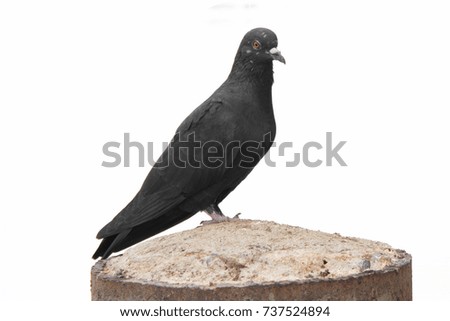 black doves isolated on a black background