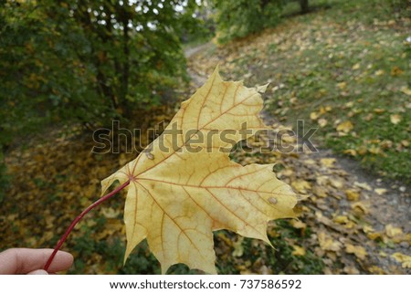 autumn with colorfull fallen leaves in  a park