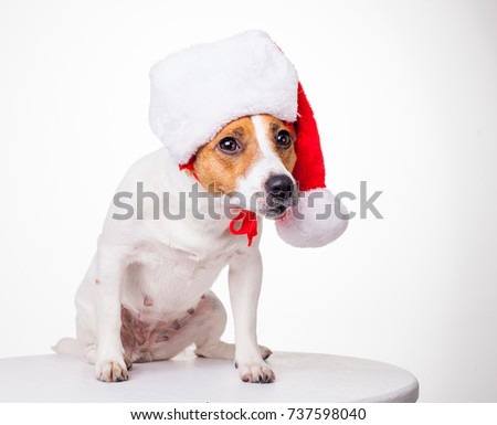jack russell terrier in santa hat, cute pet dog in funny red hat celebrates new year