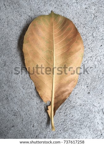 A big brown leaf on concrete background.