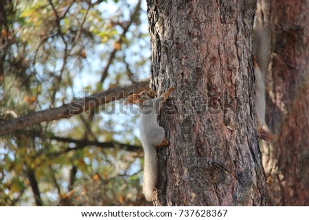climbing squirrel